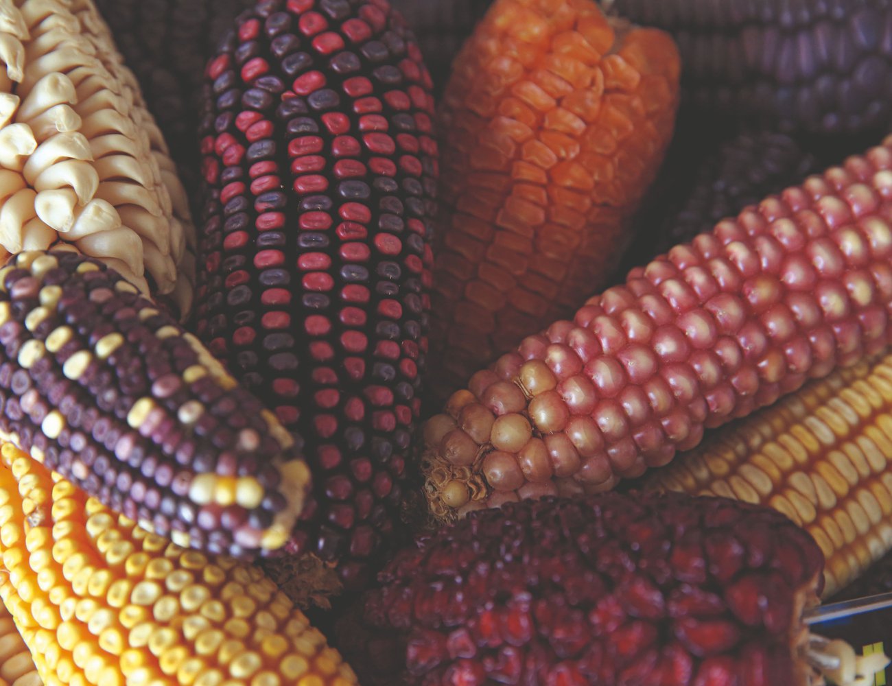 Maize varieties conserved by the International Wheat and Maize Improvement Center provide the genetic diversity needed to develop crops for a changing climate