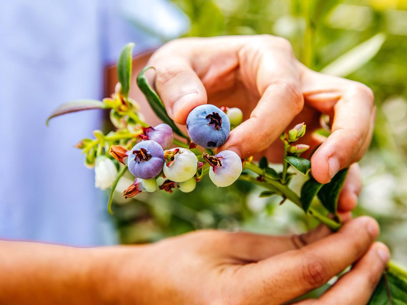 Elite Agro has obtained the exclusive rights to grow and sell five premium blueberry varieties in the Middle East