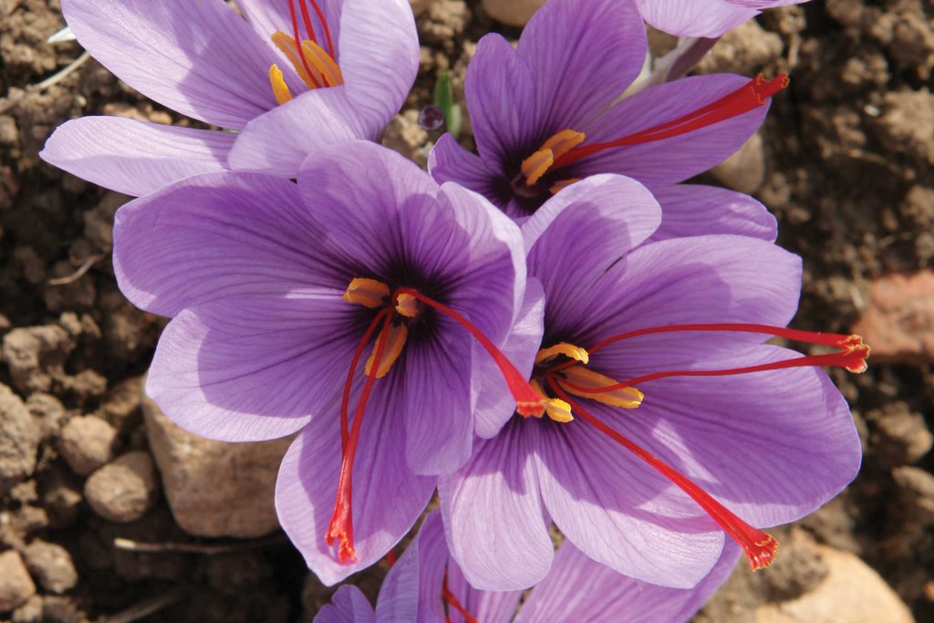 What Is Saffron And When Should You Use It?