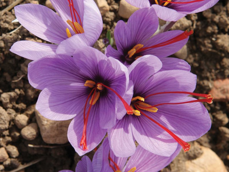 What is saffron and when should you use it?