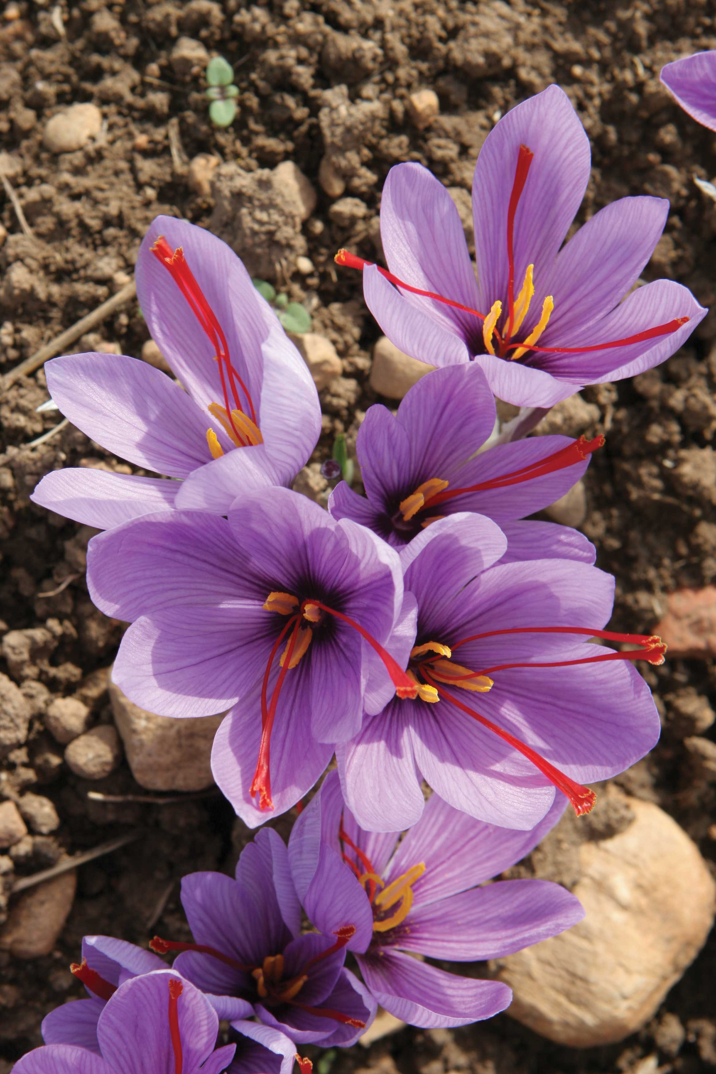 دليل الزعفران