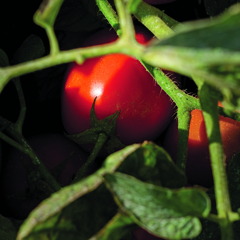 Southern Italy’s wet winters and dry summers are ideal for growing tomatoes