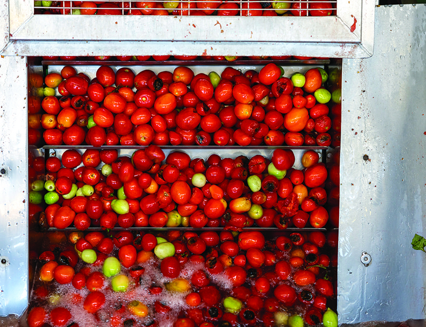 The first stage after harvesting involves washing the tomatoes to get rid of mud and stones