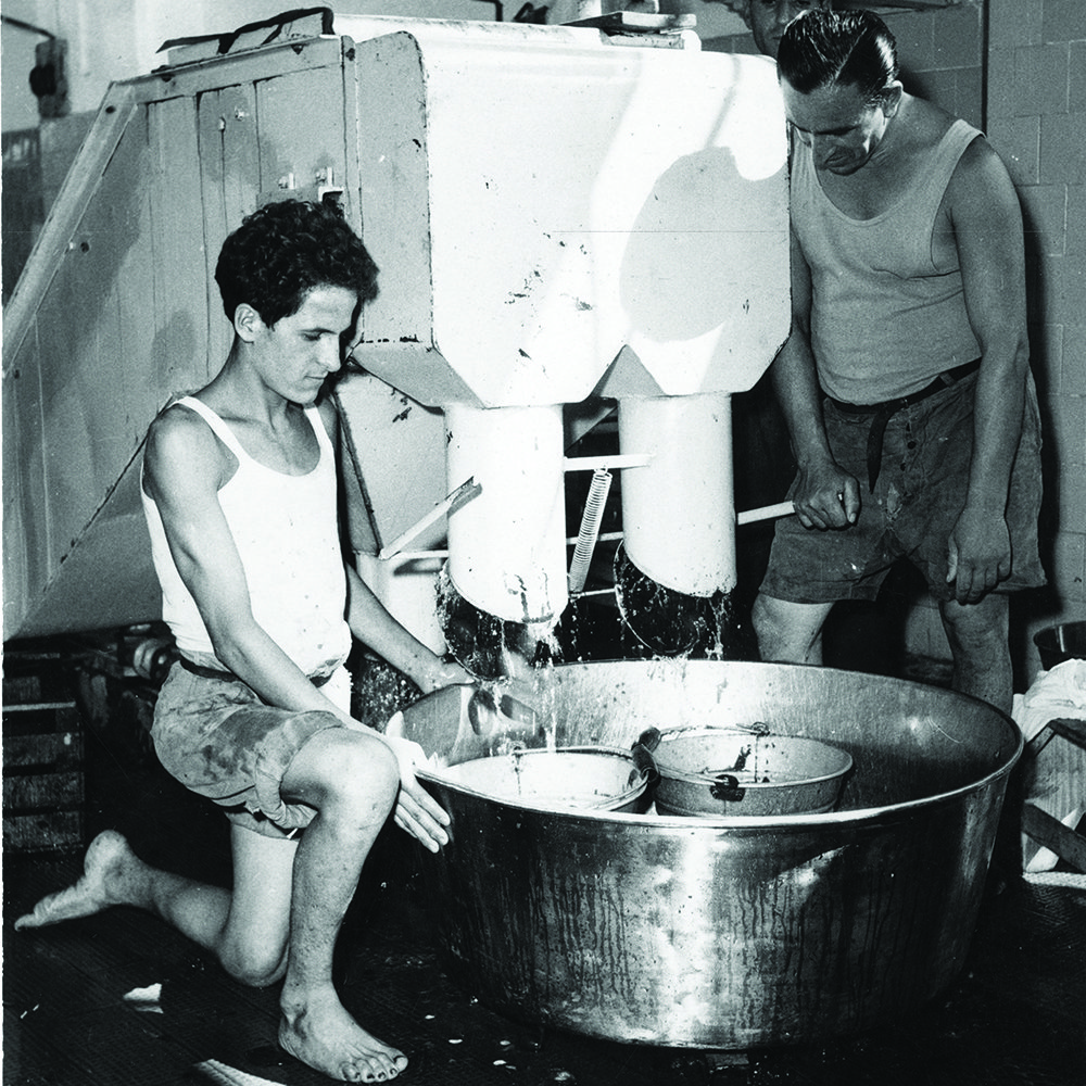 Boiling tomatoes back in the day; harvesting machines lift the tomato plants out of the soil