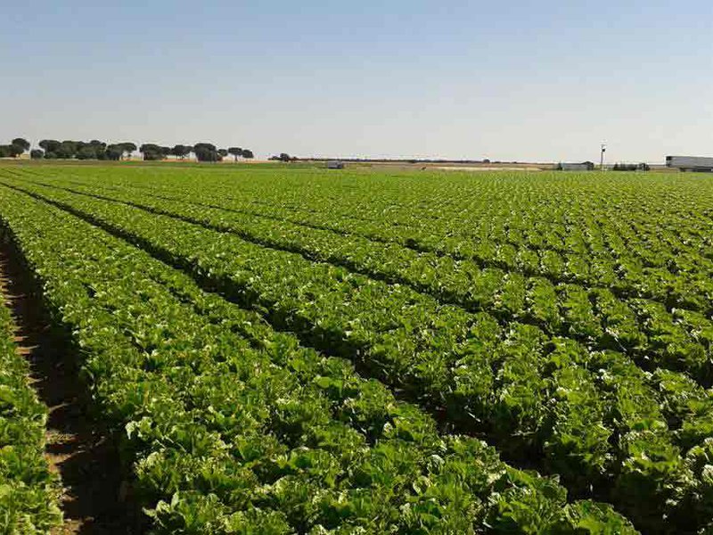 يُزرع الهليون على طول ساحل بيرو وهو أحد منتجات التصدير الرئيسية في البلاد