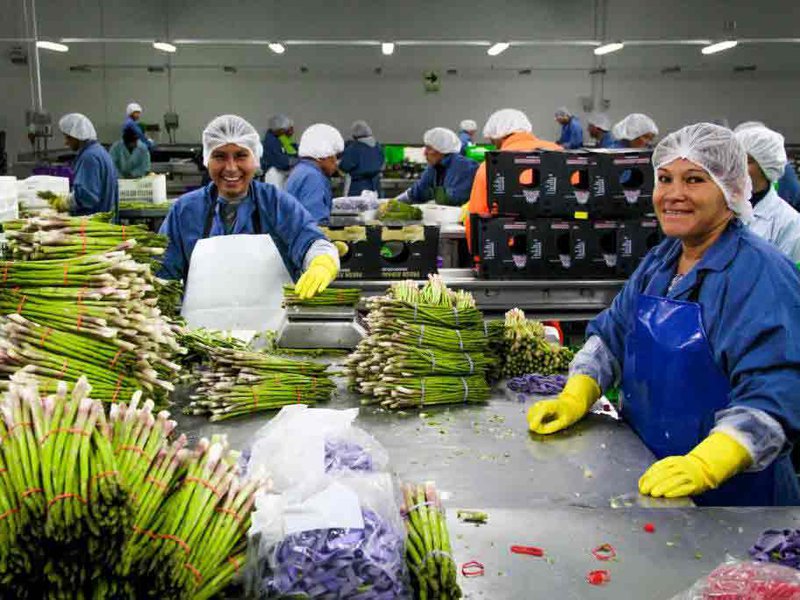 يُزرع الهليون على طول ساحل بيرو وهو أحد منتجات التصدير الرئيسية في البلاد