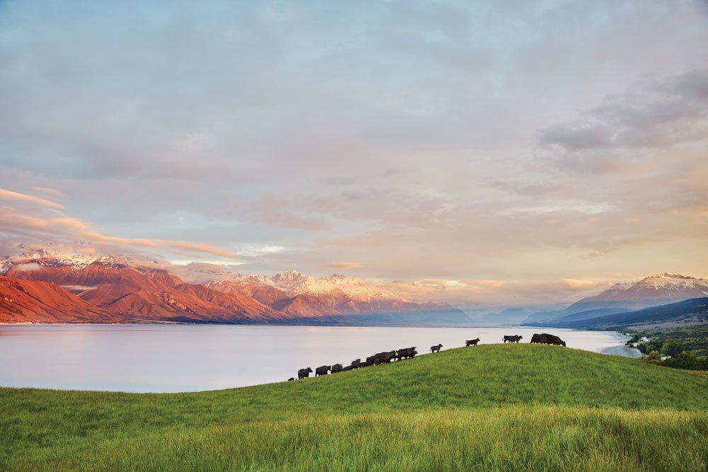 بلدٌ يرعى ويحرص