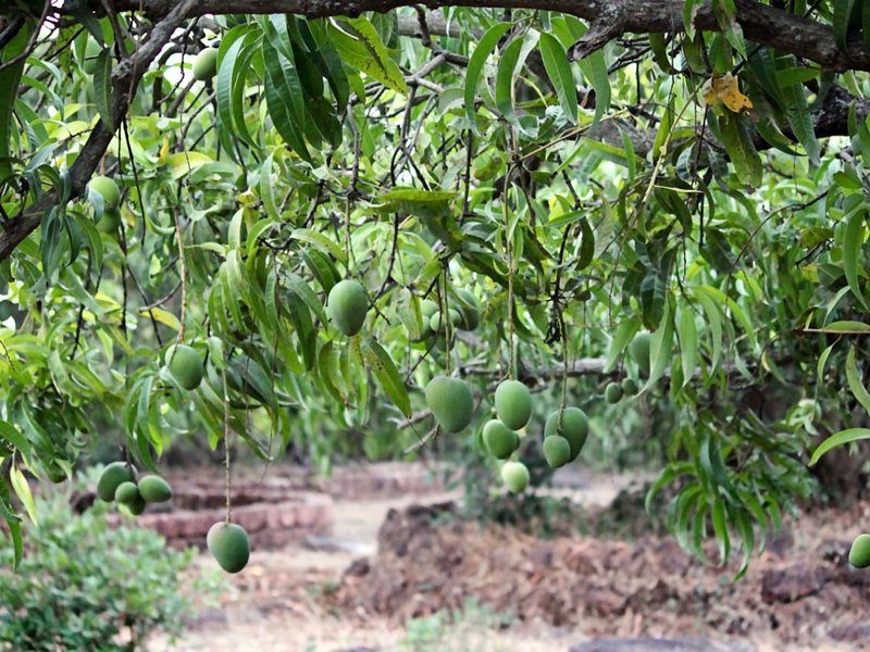 تأتي المانجو في أشكال وأحجام مختلفة، لكن المانجو الناضجة فقط هي التي قشرتها ناعمة