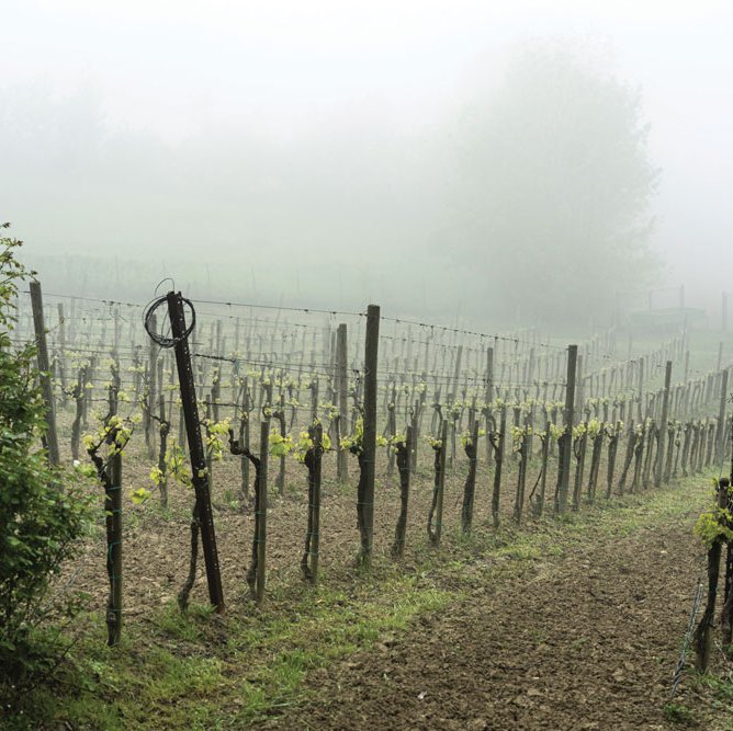 Modena has a semi-continental climate and moderate rainfall that contributes to legendary grape-growing conditions