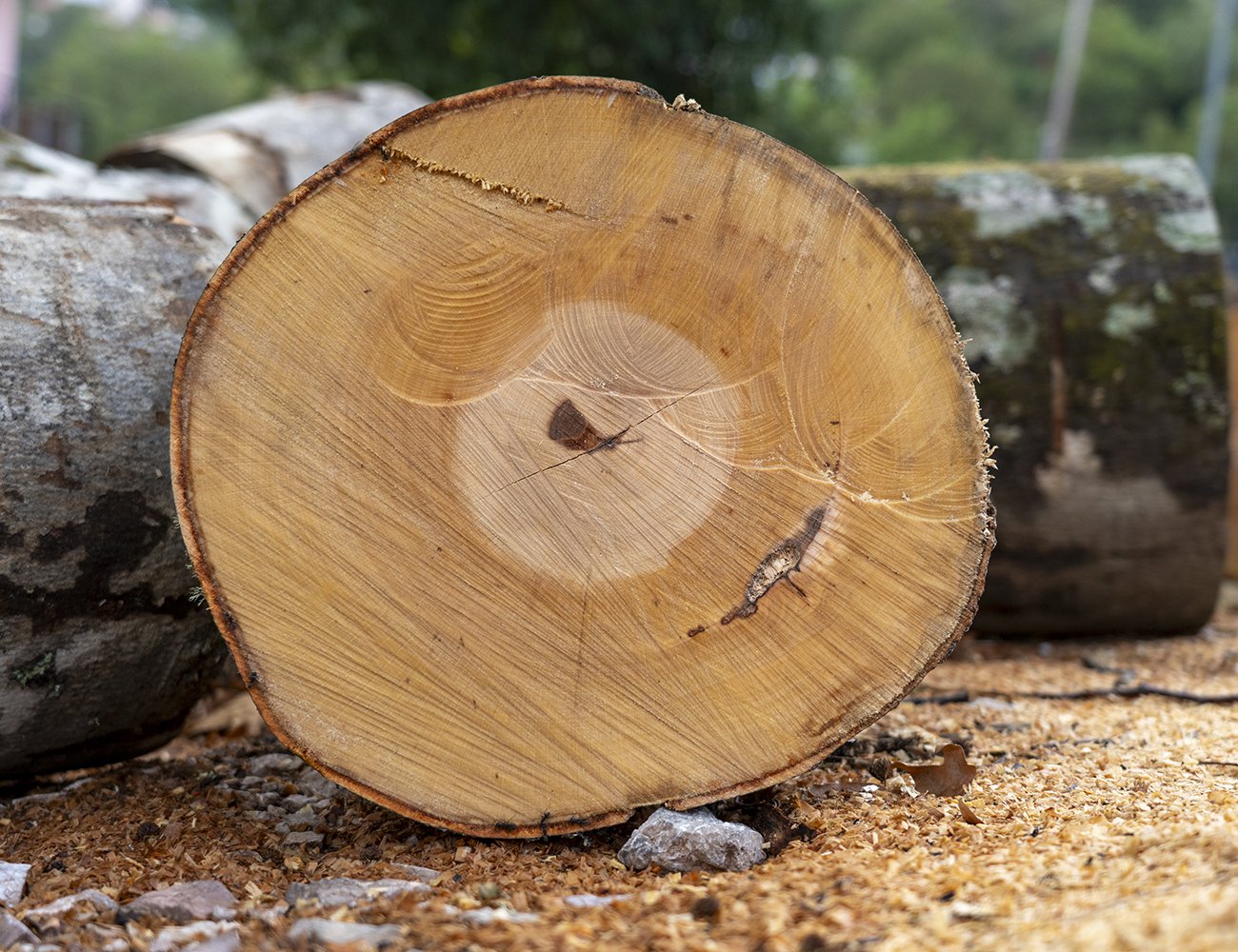 Beechwood drying in the sun