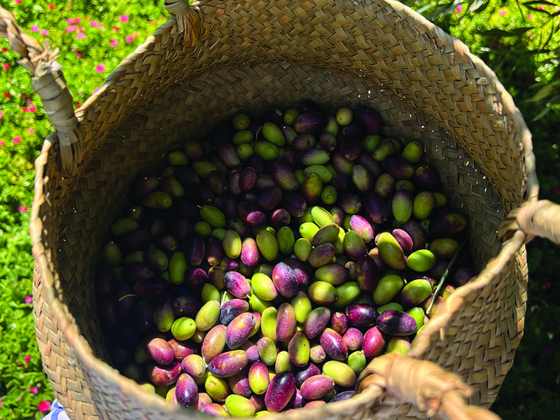 Olives are harvested when they are in their “chocolate stage” │ Liquid gold │ Handpicking olives like the local farmers do