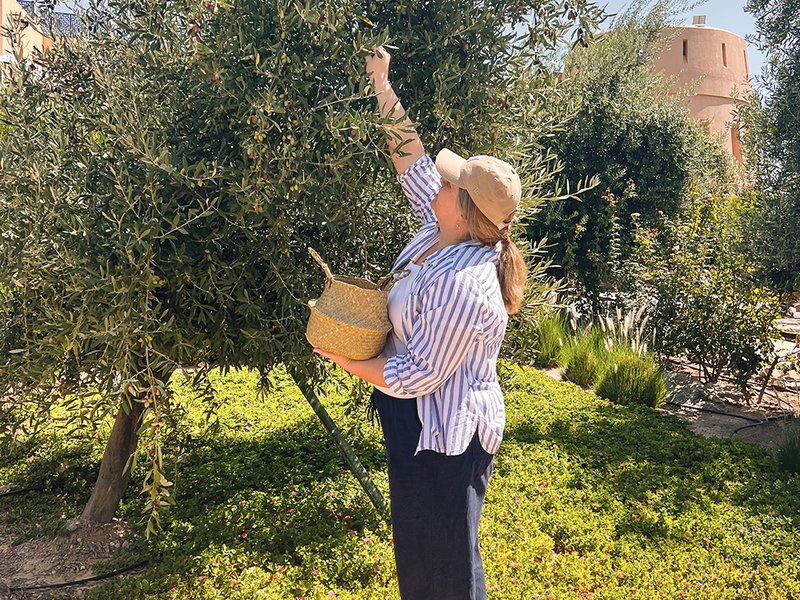 Olives are harvested when they are in their “chocolate stage” │ Liquid gold │ Handpicking olives like the local farmers do