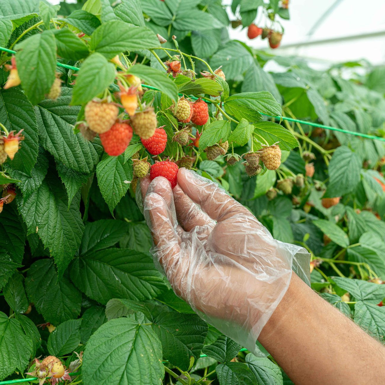 Pickers have to be extra careful while handling this delicate berry