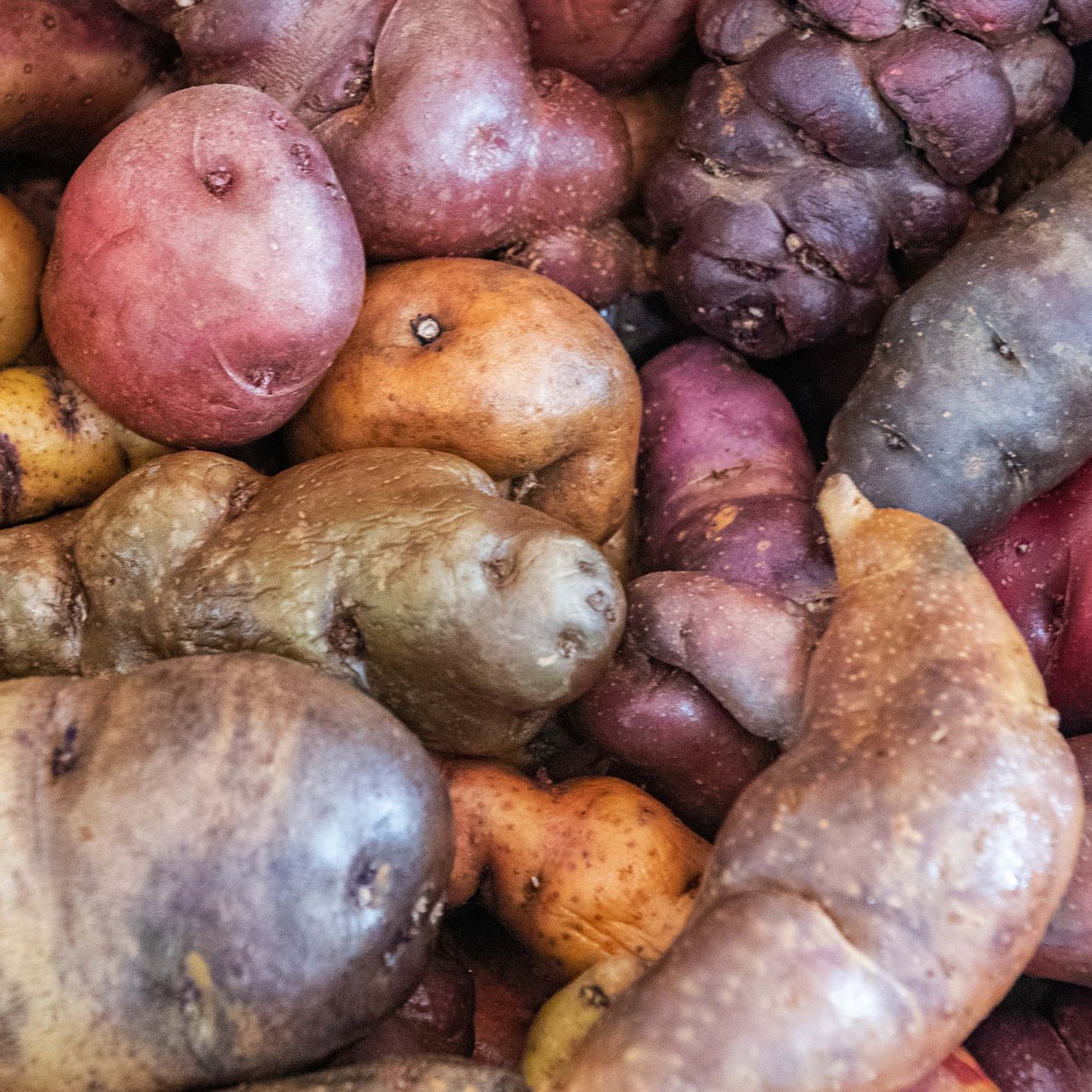 Heirloom potato varieties preserve the genetic diversity needed to strengthen future food security – while keeping traditional flavours alive
