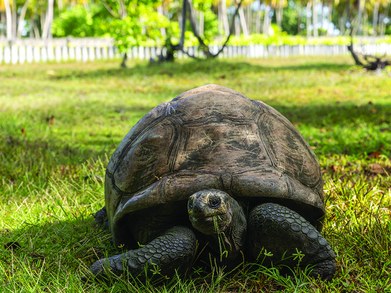 Villas are built into the lush granitic hillside with sweeping views of Petite Anse Bay at Four Seasons Resort on Mahé │ Head to The Lighthouse for dinner under the stars  │ Aldabra giant tortoise