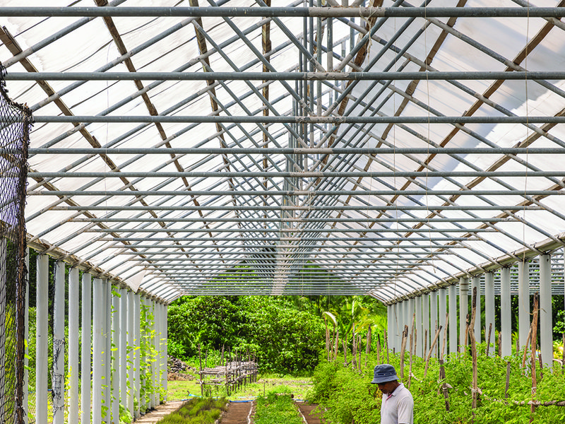 Chefs are able to select freshly harvested fruit and vegetables from the farm │ Desroches is home to a wide variety of flora and fauna │ Palm heart salad