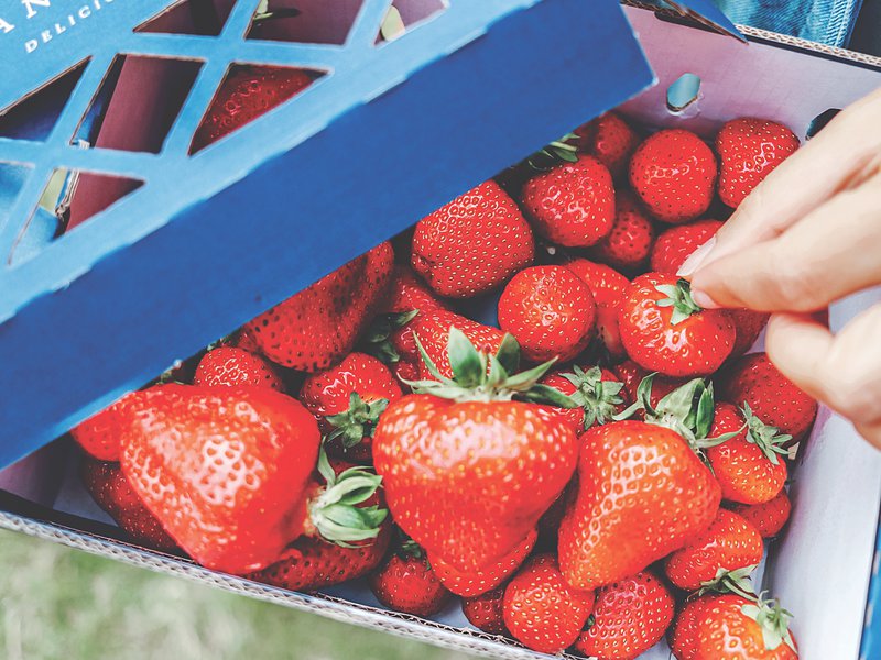 Some of the best varieties of British strawberries are grown on Sturton Grange in the heart of Yorkshire
