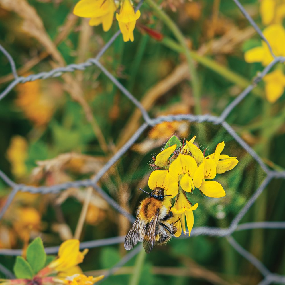 Rewilding areas on farms increases biodiversity, which is better for the environment