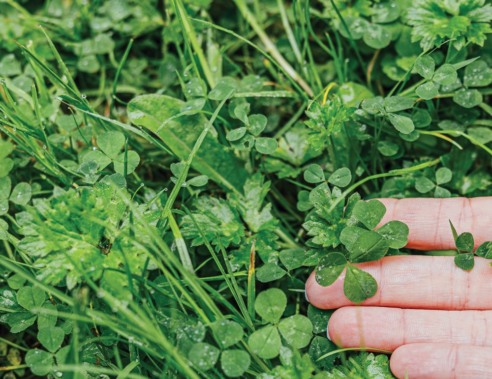 Nutrient-rich pastures in the Golden Vale have contributed to the success of Ireland’s dairy industry