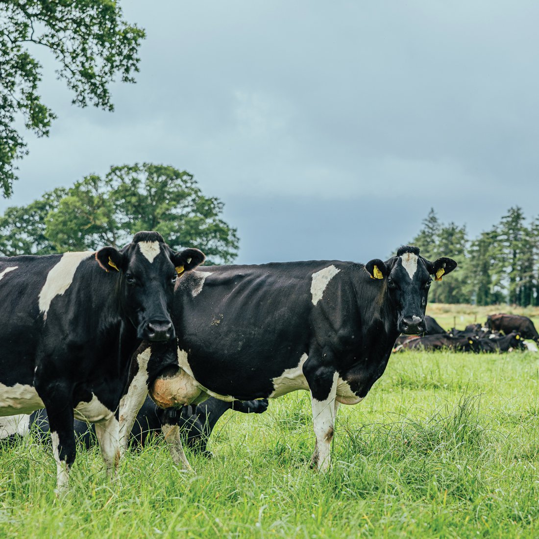 Cows produce approximately 18 litres of milk per day