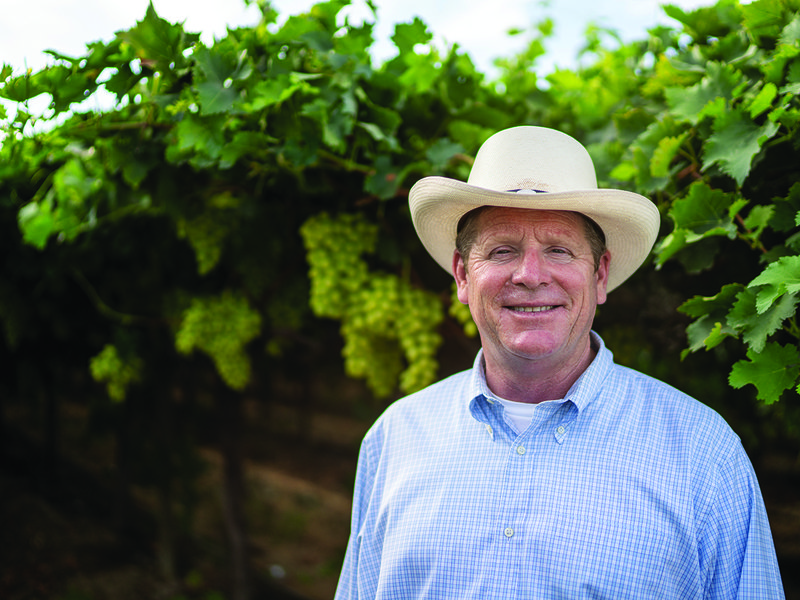 Stella Bella® grapes │ Marko Zaninovich │ Sunview runs its own highly successful breeding programme │ In the vineyards at sunrise│ Sparkle® grapes │ Pickers choose grapes for flavour