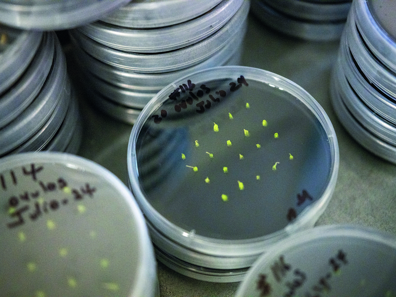 Stella Bella® grapes │ Marko Zaninovich │ Sunview runs its own highly successful breeding programme │ In the vineyards at sunrise│ Sparkle® grapes │ Pickers choose grapes for flavour