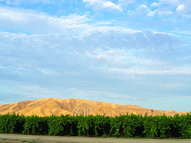 Stella Bella® grapes │ Marko Zaninovich │ Sunview runs its own highly successful breeding programme │ In the vineyards at sunrise│ Sparkle® grapes │ Pickers choose grapes for flavour