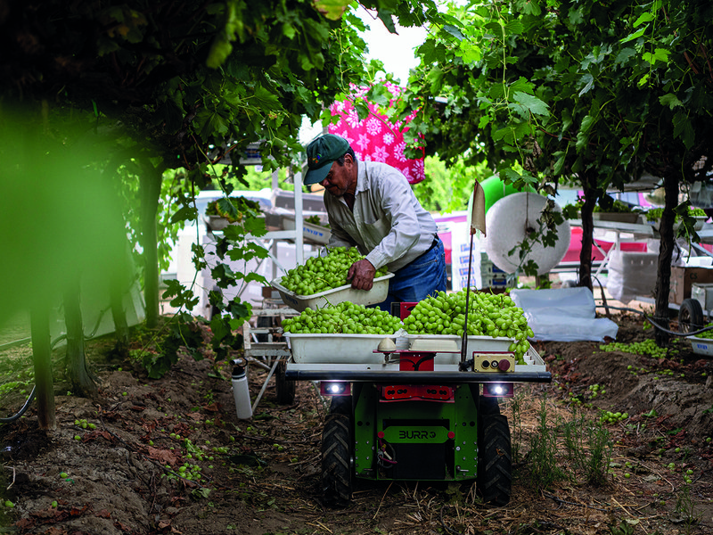 Stella Bella® grapes │ Marko Zaninovich │ Sunview runs its own highly successful breeding programme │ In the vineyards at sunrise│ Sparkle® grapes │ Pickers choose grapes for flavour