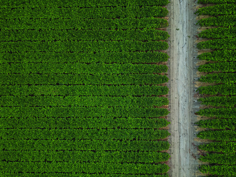 A fresh harvest │ Sunview Vineyards are expansive │Marko Zaninovich Sr with his sons Andrew and Marko │ Inside the nursery │ Selecting seeds for Sunview’s breeding programme