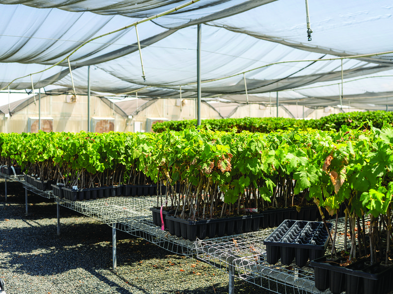 A fresh harvest │ Sunview Vineyards are expansive │Marko Zaninovich Sr with his sons Andrew and Marko │ Inside the nursery │ Selecting seeds for Sunview’s breeding programme