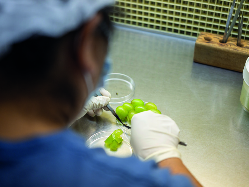 A fresh harvest │ Sunview Vineyards are expansive │Marko Zaninovich Sr with his sons Andrew and Marko │ Inside the nursery │ Selecting seeds for Sunview’s breeding programme