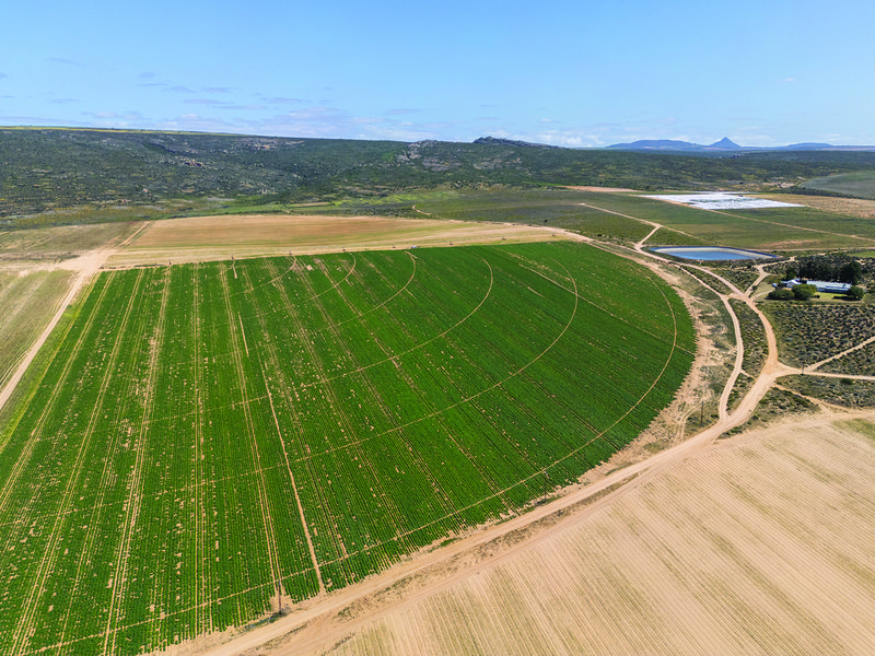 Abundant water and sunlight allow the Berghs to grow potatoes for most of the year │Angelique Du Toit and Thomas Bergh │ Jewel sweet potatoes have a creamy texture