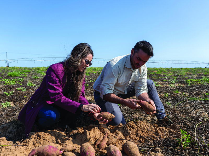 Abundant water and sunlight allow the Berghs to grow potatoes for most of the year │Angelique Du Toit and Thomas Bergh │ Jewel sweet potatoes have a creamy texture