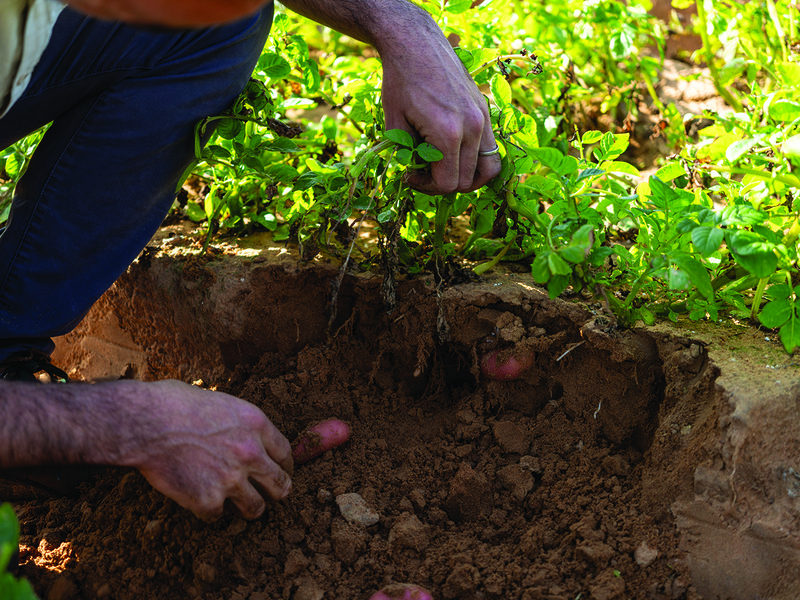 Harvesting potatoes │ Thomas Bergh │ Potatoes can take anywhere from 12-14 weeks  to reach maturity