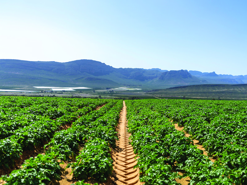 Ross Bergh the wild │ Large chipping potatoes are ideal for frying as they absorb oil well │ Craggy ranges of the Cederberg stand out in stark contrast to the neat rows of potato plants│Abby potatoes are a great all-rounder with a finger-like shape