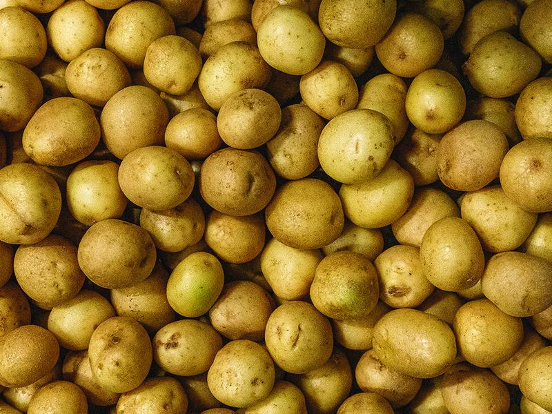 Ross Bergh the wild │ Large chipping potatoes are ideal for frying as they absorb oil well │ Craggy ranges of the Cederberg stand out in stark contrast to the neat rows of potato plants│Abby potatoes are a great all-rounder with a finger-like shape
