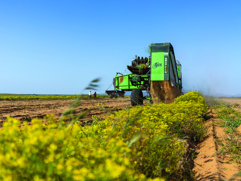Harvesting potatoes │ Thomas Bergh │ Potatoes can take anywhere from 12-14 weeks  to reach maturity
