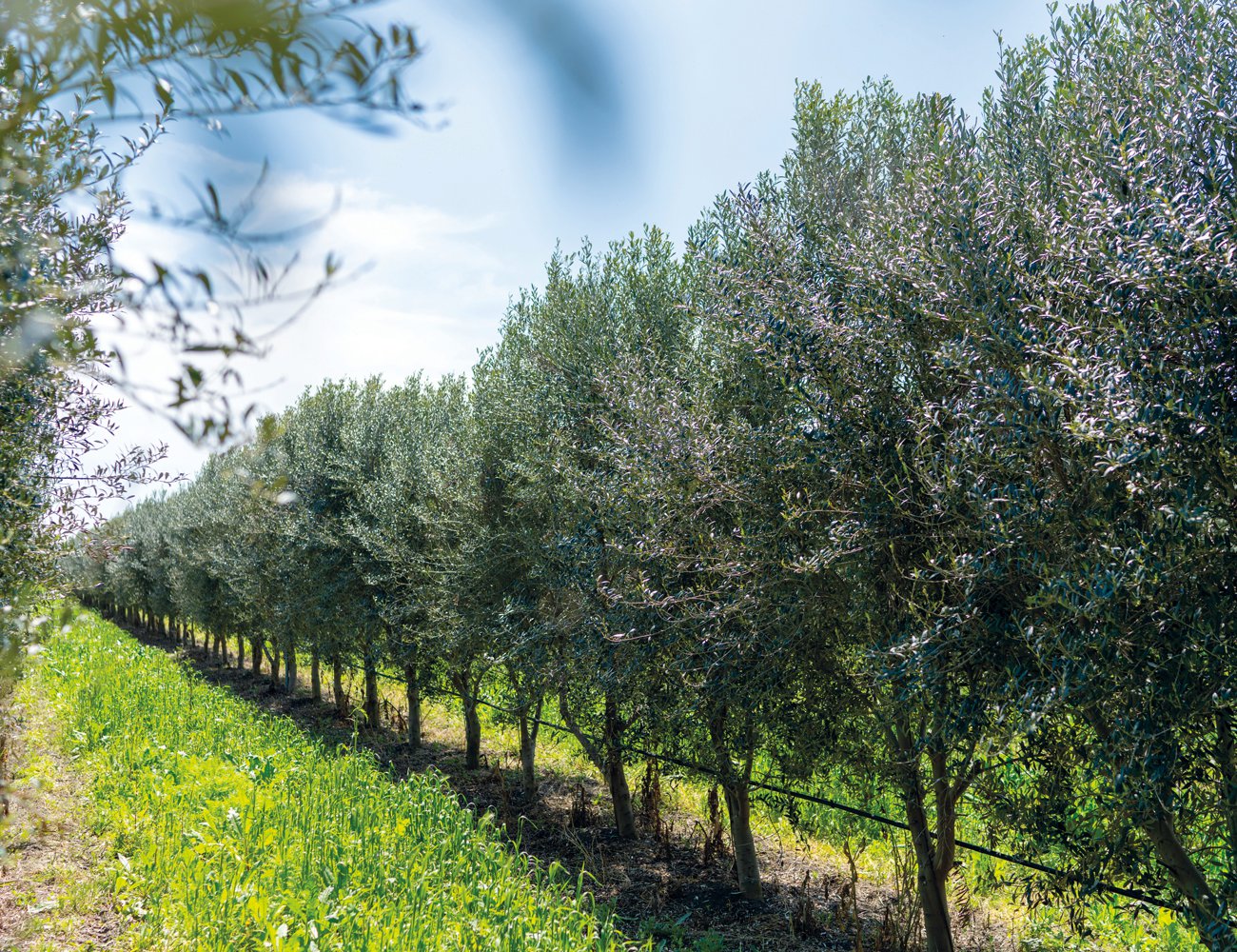 Olive trees are planted close together to make pruning and harvesting easier