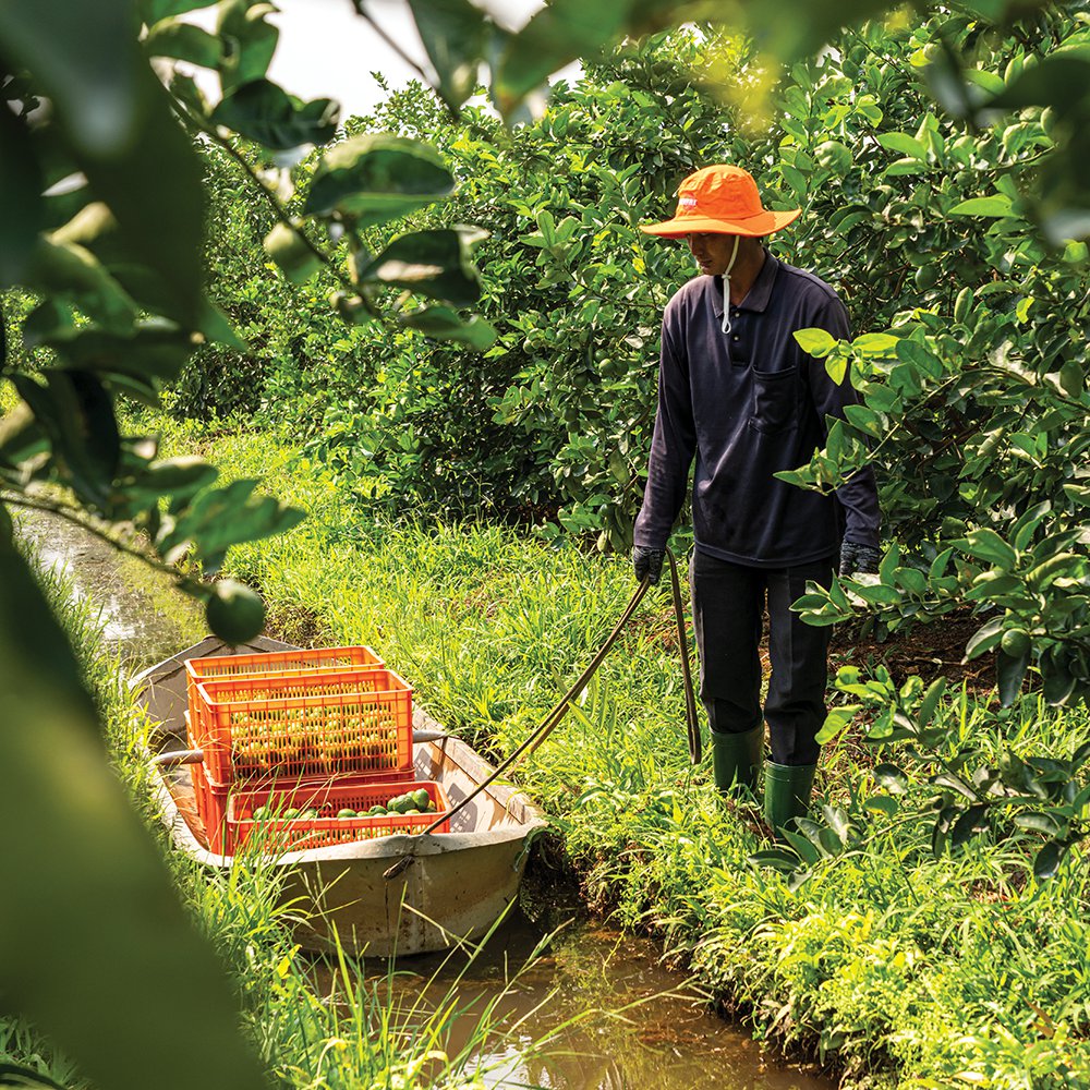 A clever way of using water canals to transport limes through the fields