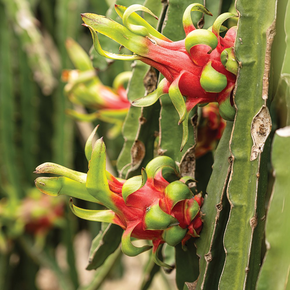 Dragon fruits are a superfood