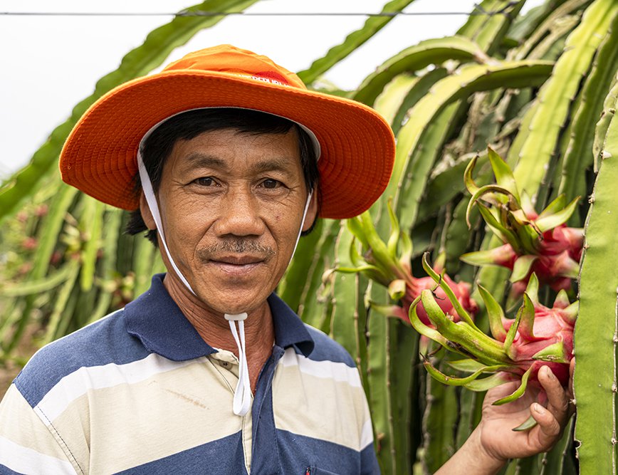 Huynh Van Quyen grows dragon fruit for The Fruit Republic