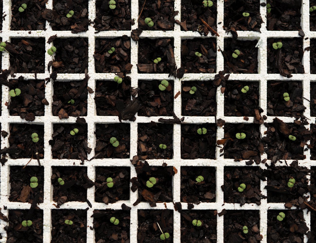 A tray of freshly  planted saplings