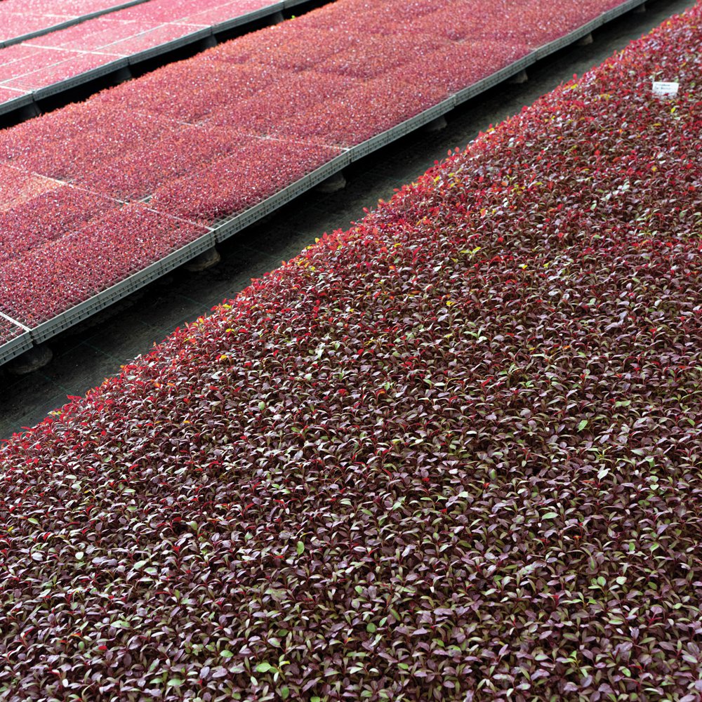 Microherbs such as amaranth are also grown by Pico-Gro