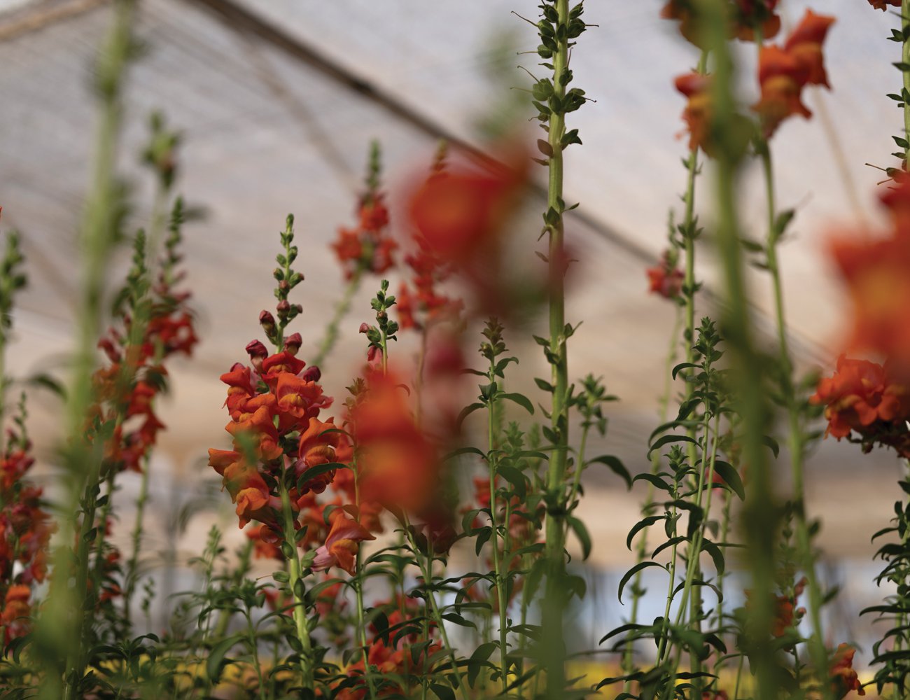Snapdragons reach for the ceiling of the greenhouse