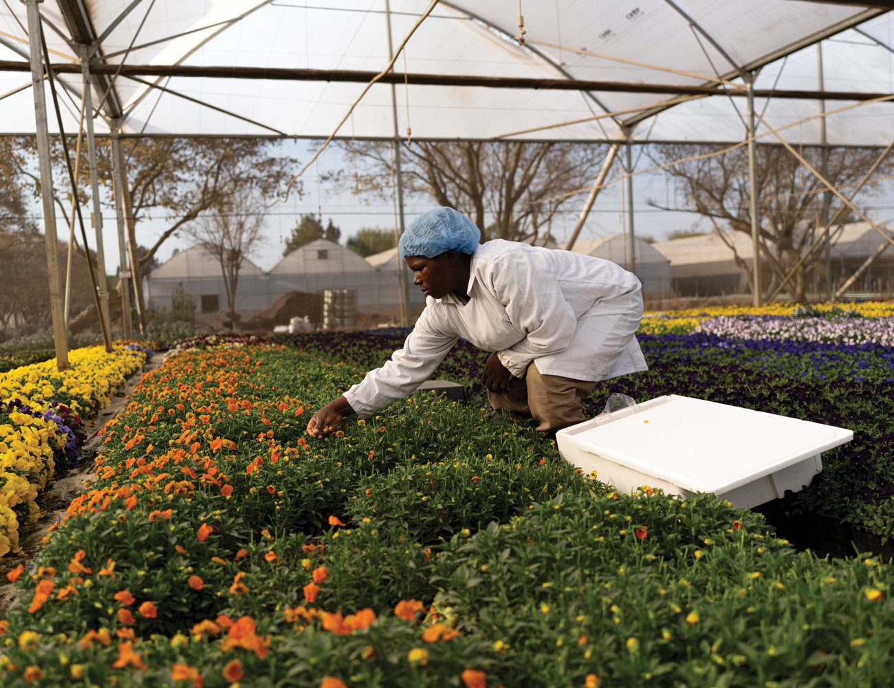 Delicate edible flowers need to be handpicked with extra care