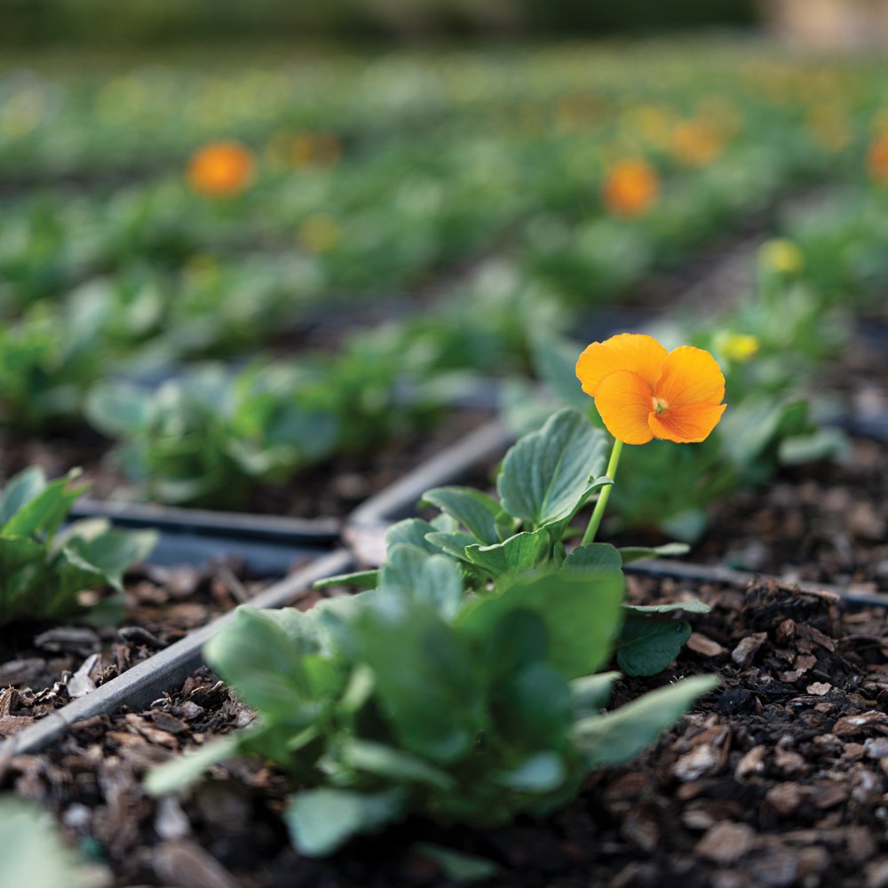 Orange pansies in the nursery