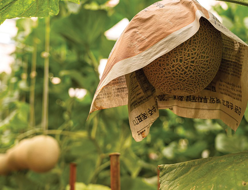 The fruits are wrapped in newspaper through part of the growing period to shield them from UV rays and to gain maturity