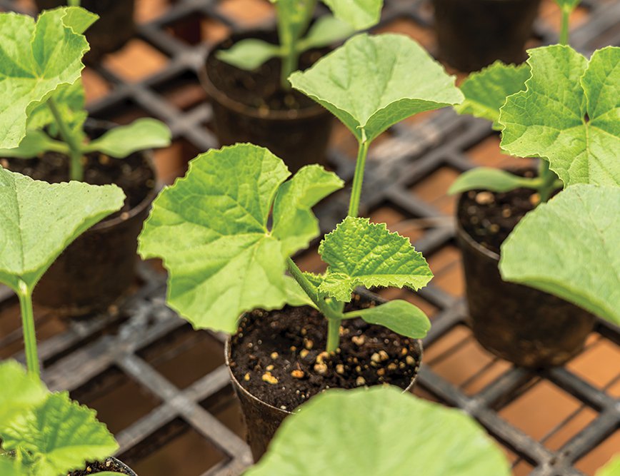 Juvenile muskmelon plant