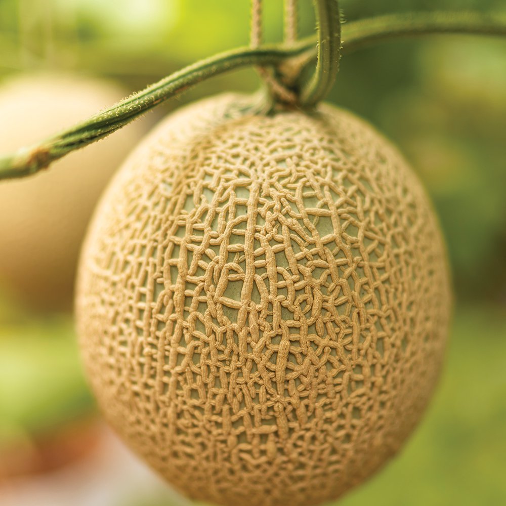 The Fuji muskmelon is called King of Japanese Fruits