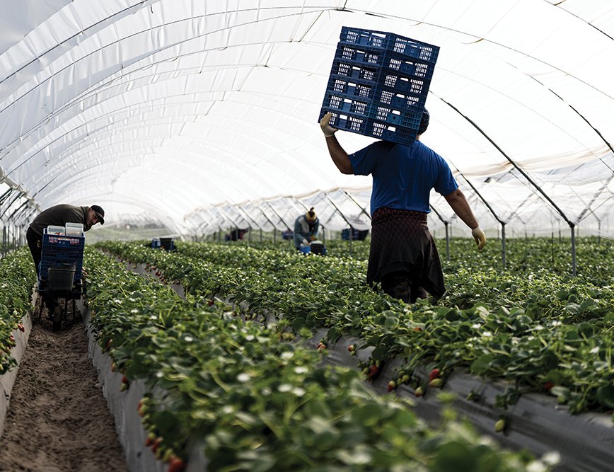 Ripe strawberries are picked in the morning  and flown to Dubai that same evening